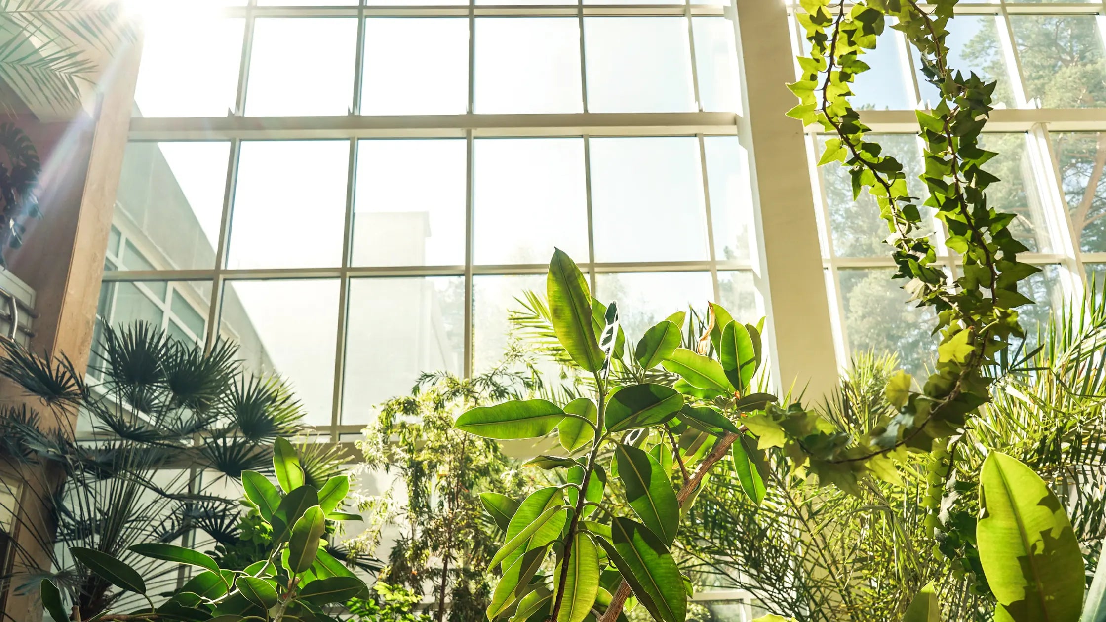 Waxy Leaf House Plants