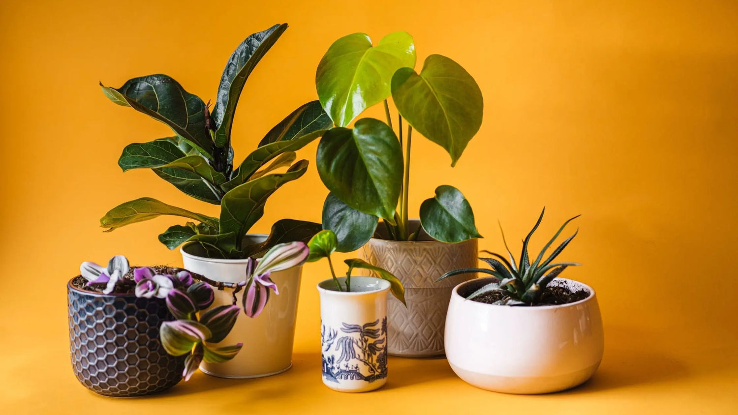 How To Identify House Plants Everything You Need To Know To ID A How to identify house plants everything you need to know to id a