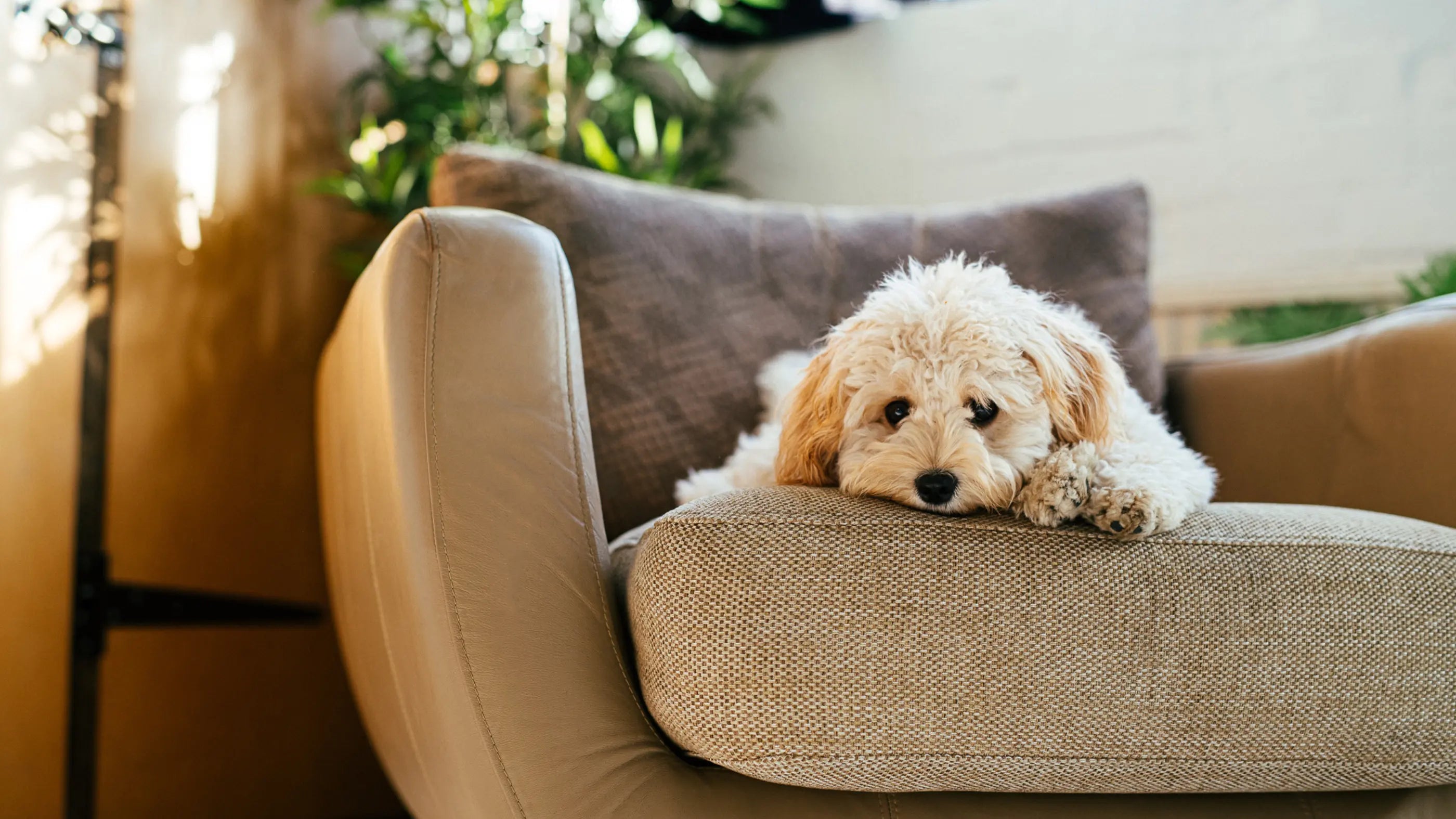 Plants That Are Toxic To Dogs