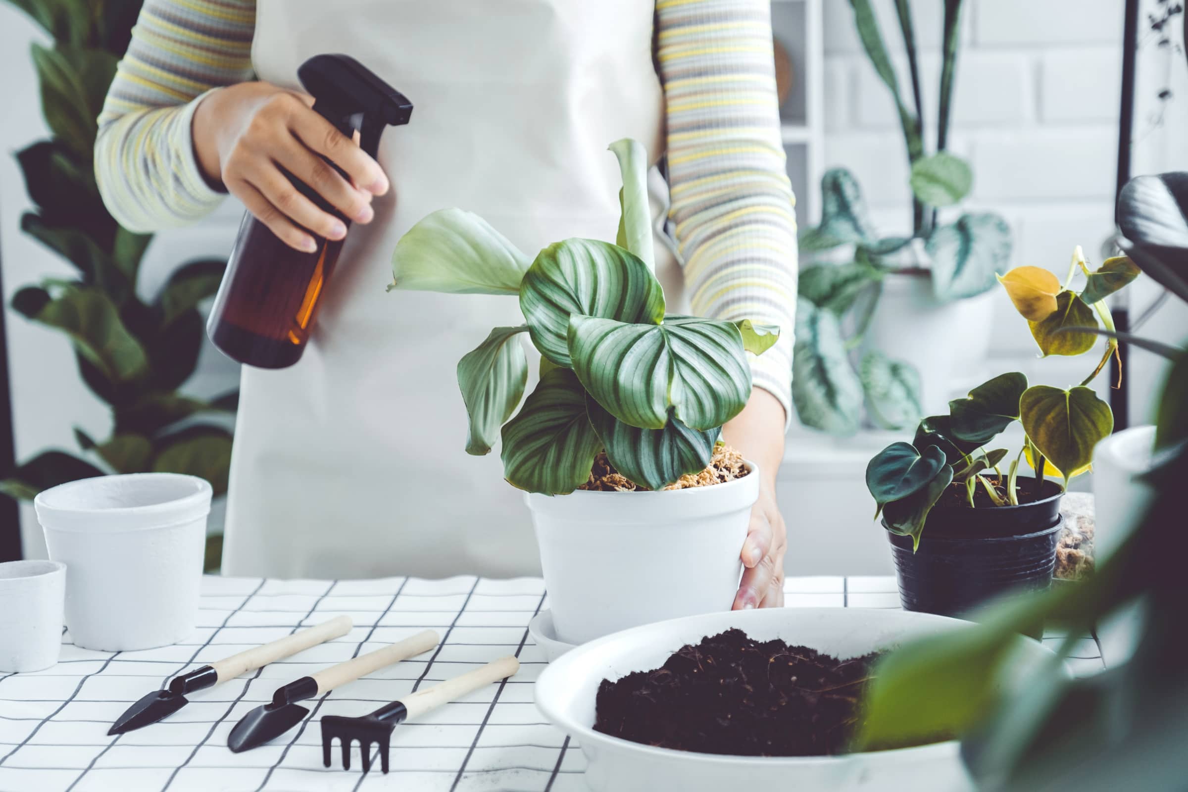 What is the best spray for house plant flies? - Leaf Culture