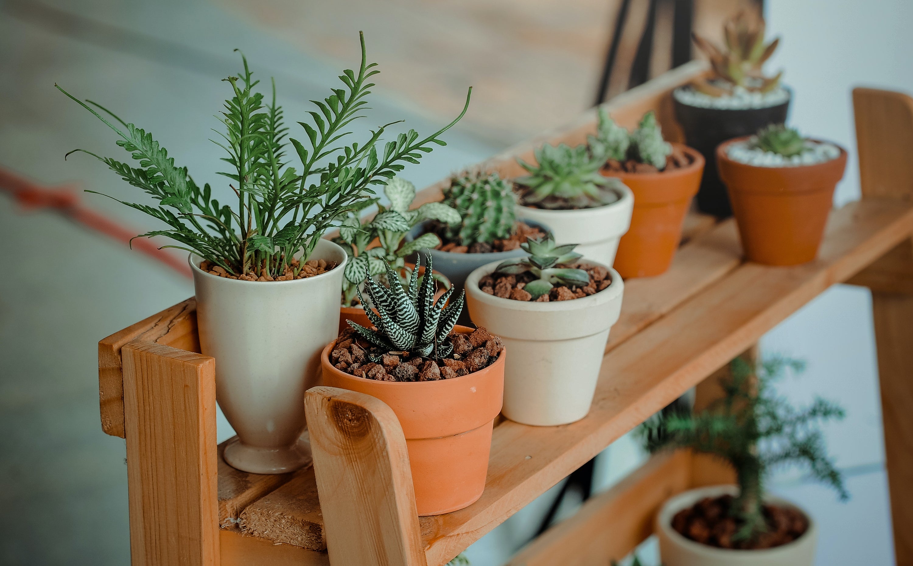 Top Indoor House Plants to Grow in the UK: Liven Up Your Home with Greenery - Leaf Culture