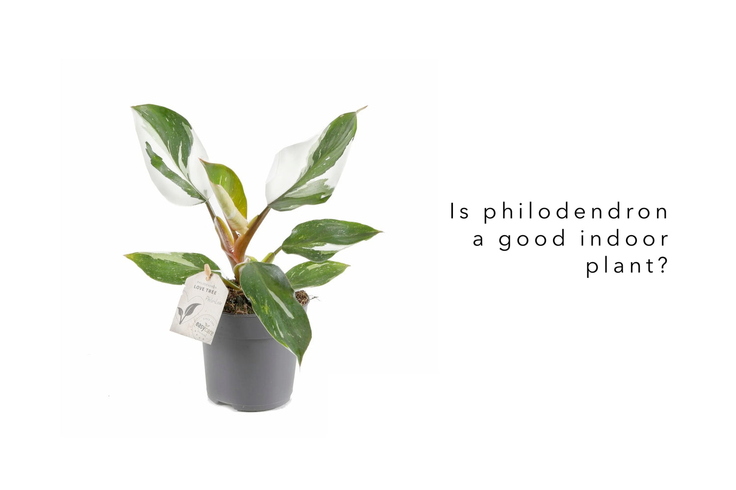 Is Philodendron a good indoor plant? - Leaf Culture