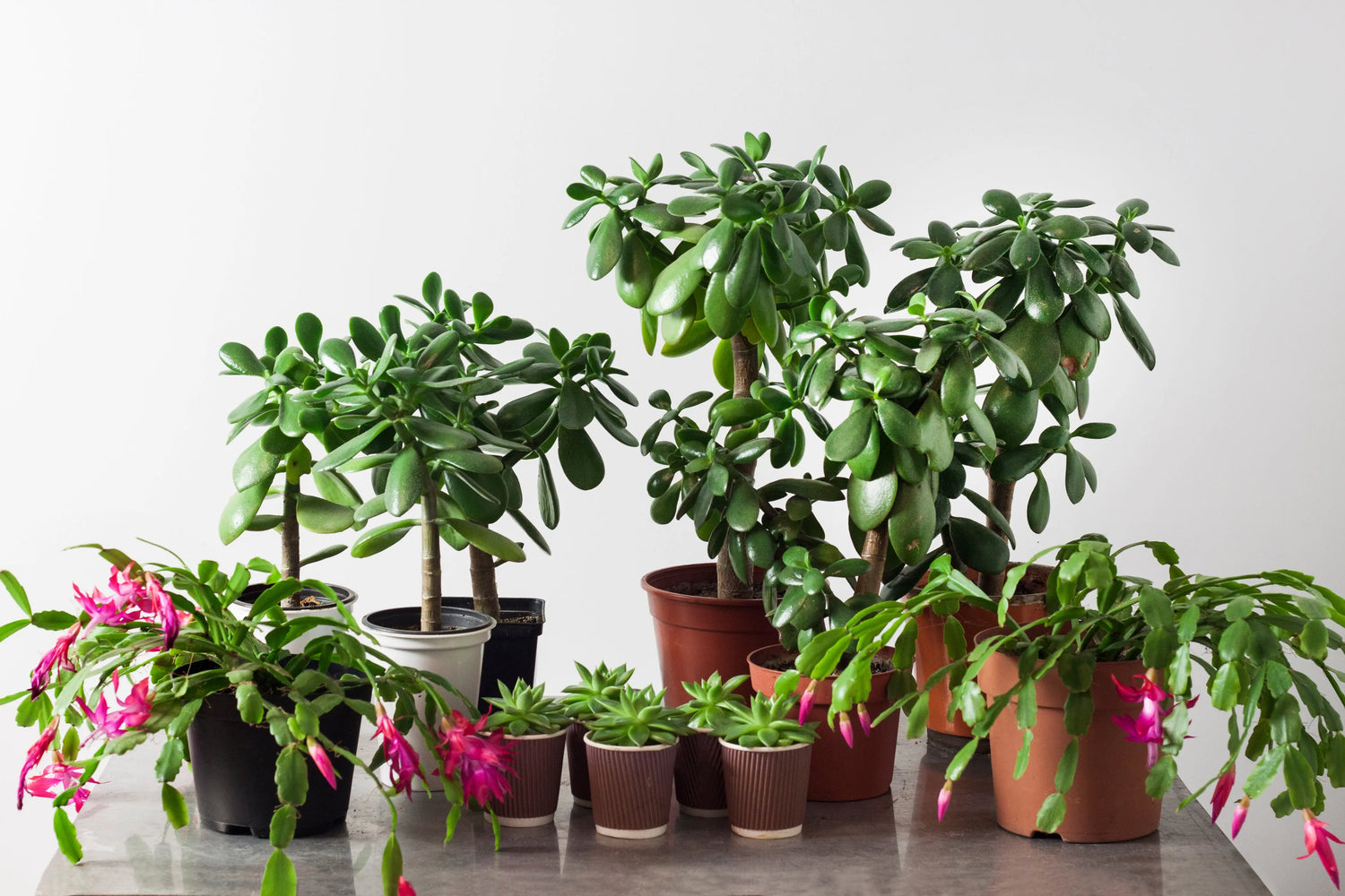 House Plants With Flowers