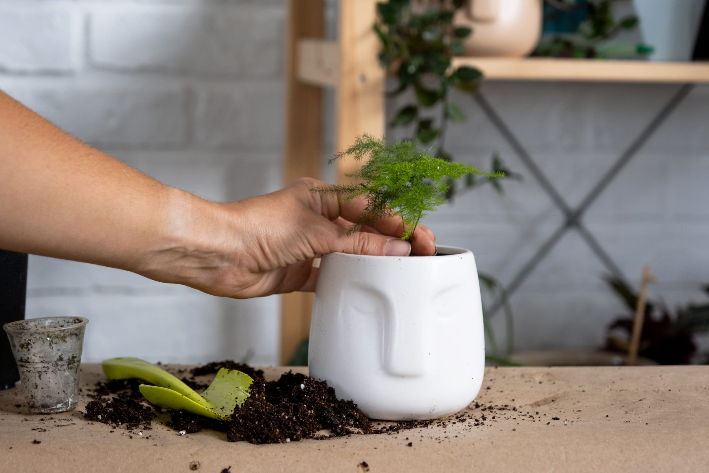 Which compost to choose for your houseplant? - Leaf Culture