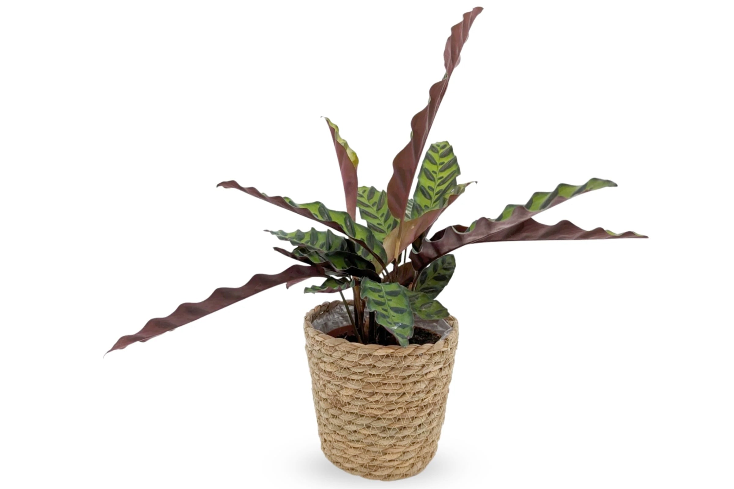 How to Care for Calathea Lancifolia (Rattlesnake Plant) - Leaf Culture
