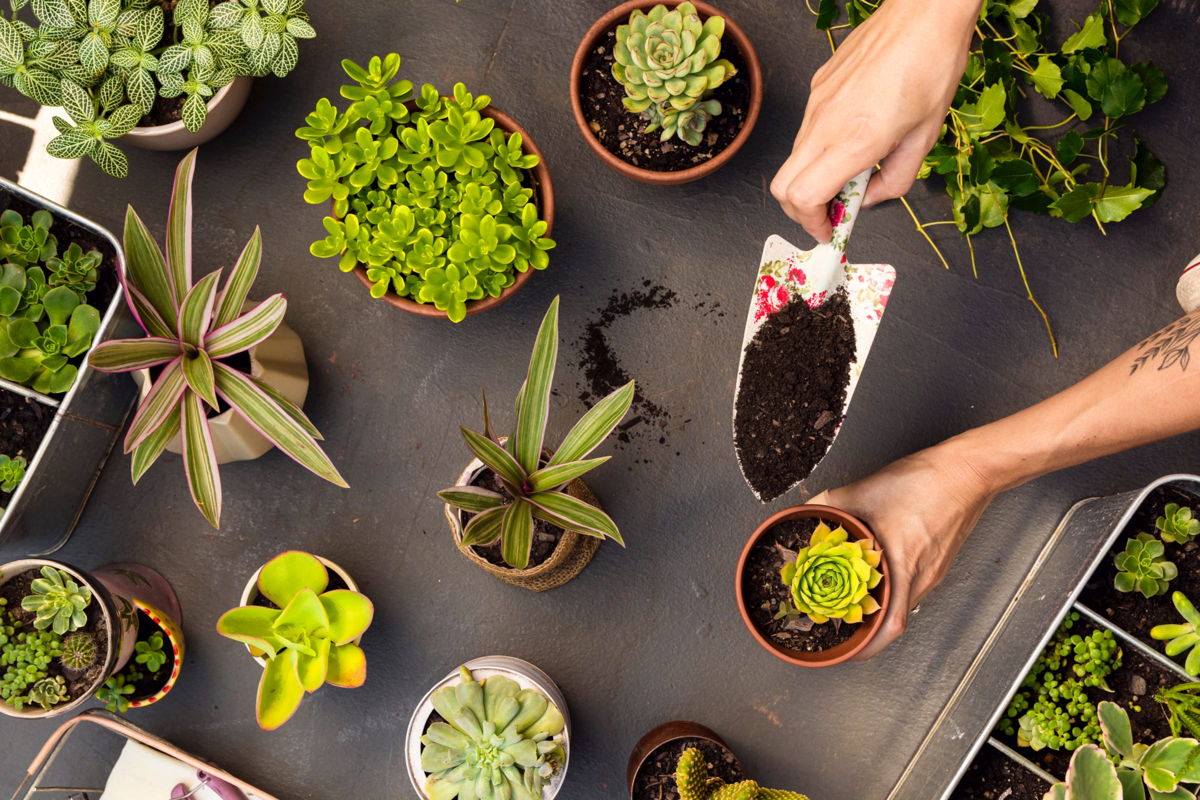 The Joy of Repotting: How and When to Repot Your Houseplants - Leaf Culture