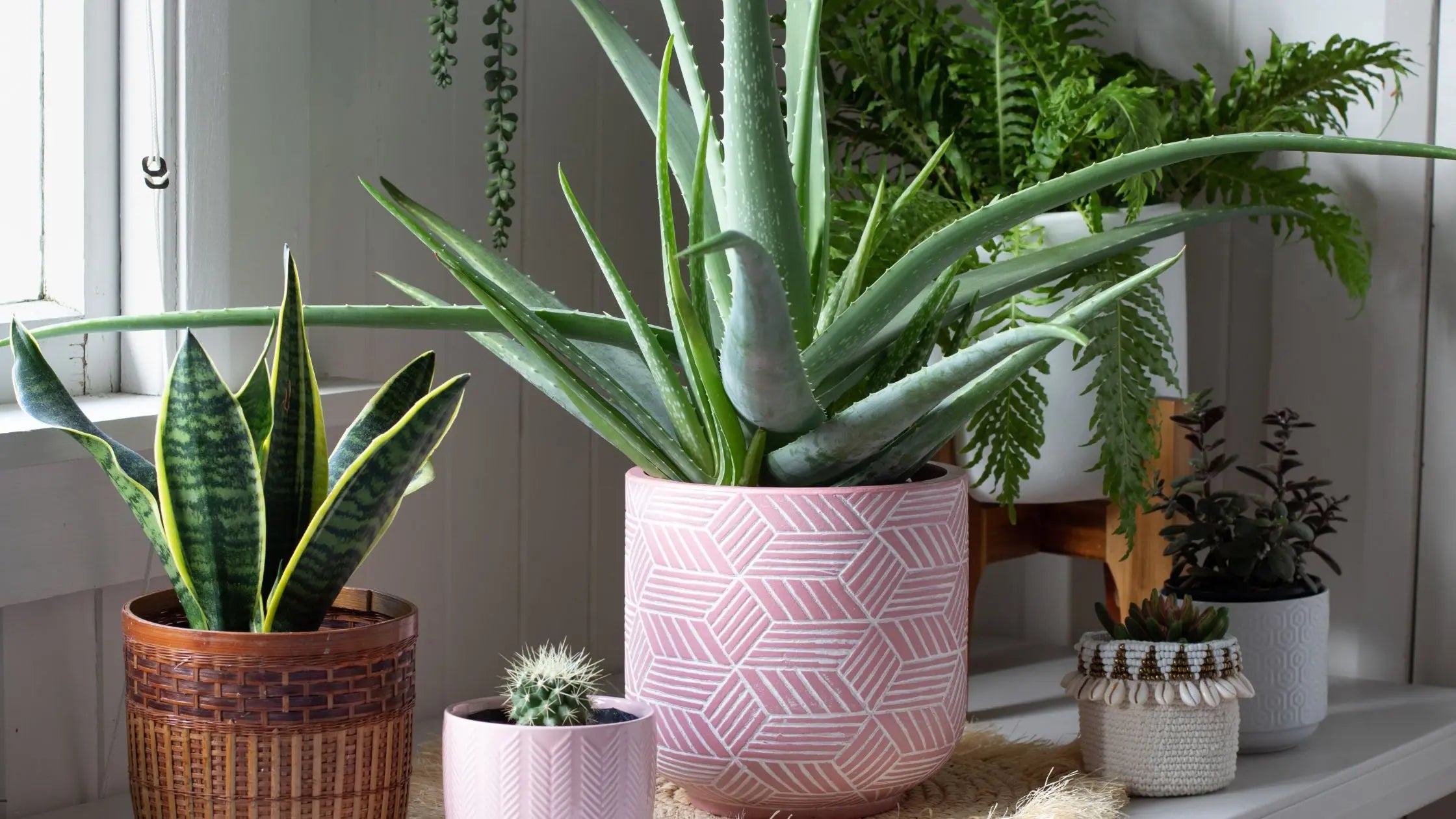 indoor plants for living space