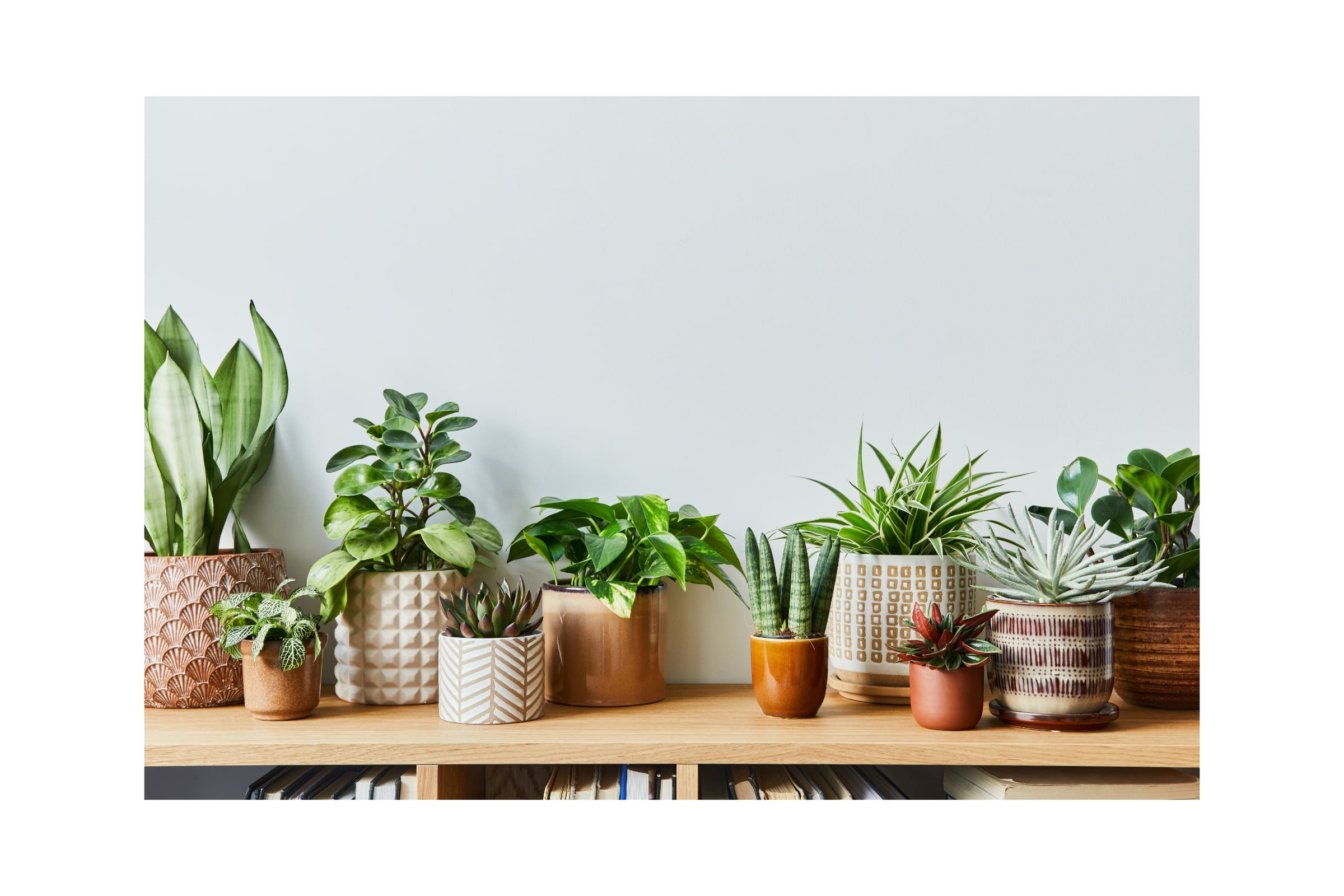 10 Low Light Houseplants for Any Room - Leaf Culture