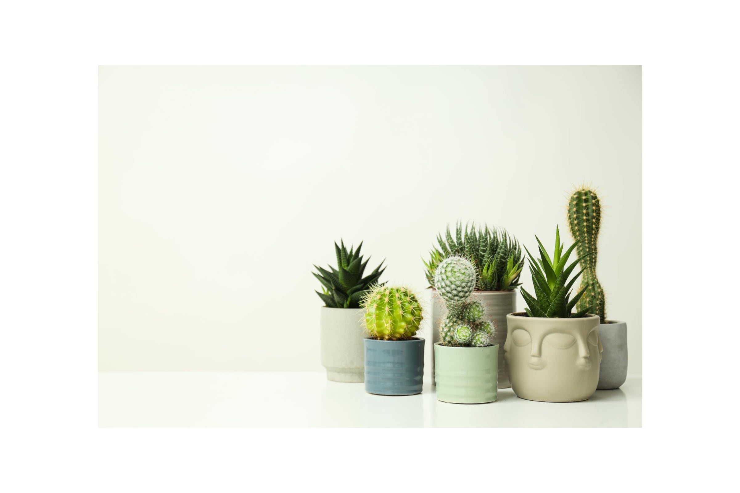 The Ultimate Guide to Succulent Styling