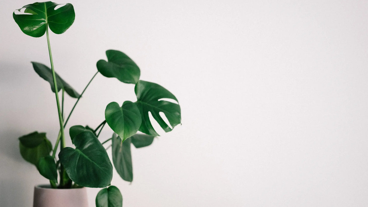 What-Are-the-Best-Houseplants-for-Bathrooms Leaf Culture