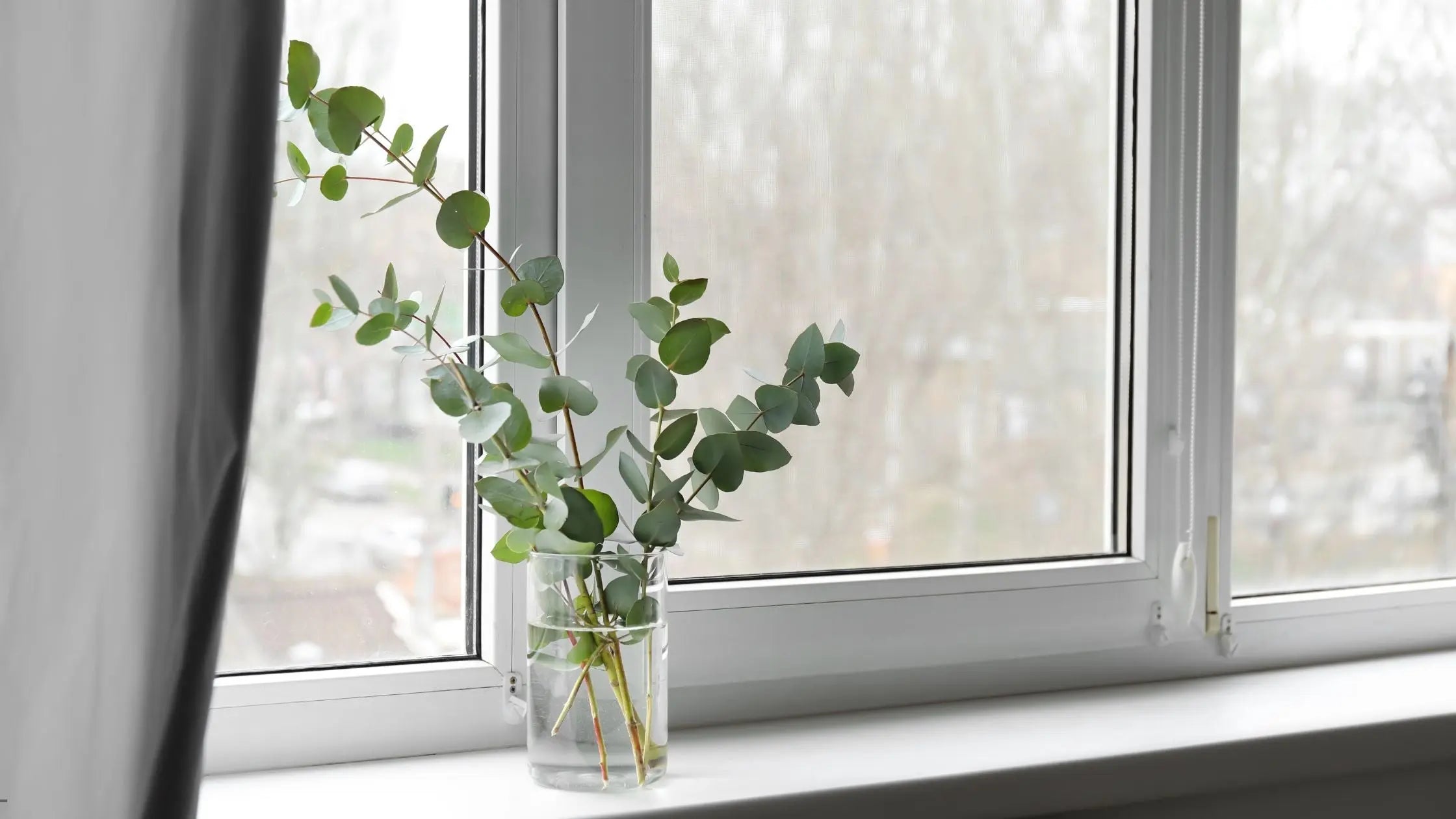 windowsill indoor plants