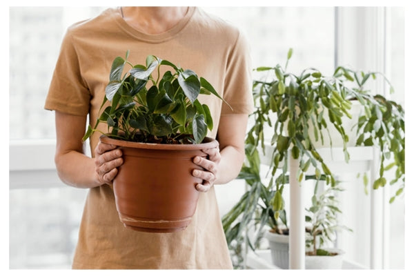 Light limitations for north facing house plants ⛅ - Leaf Culture