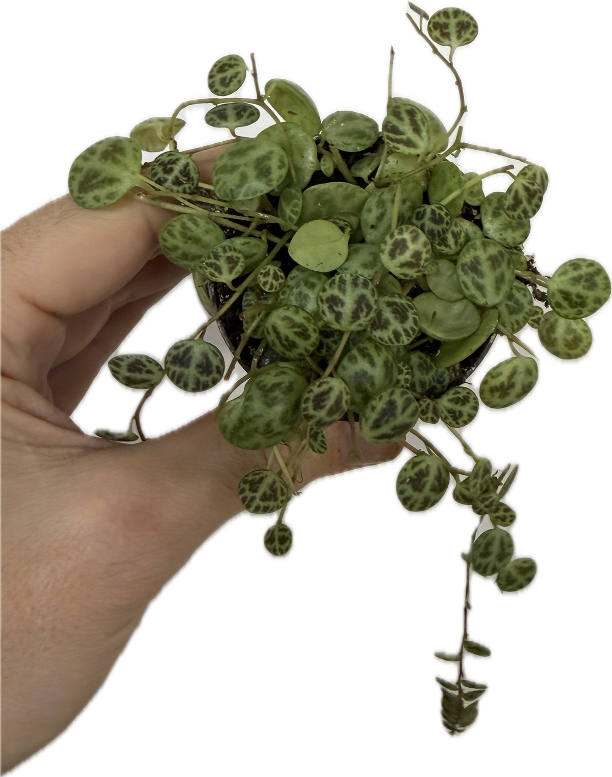 Peperomia prostrata - String of Turtles Plant