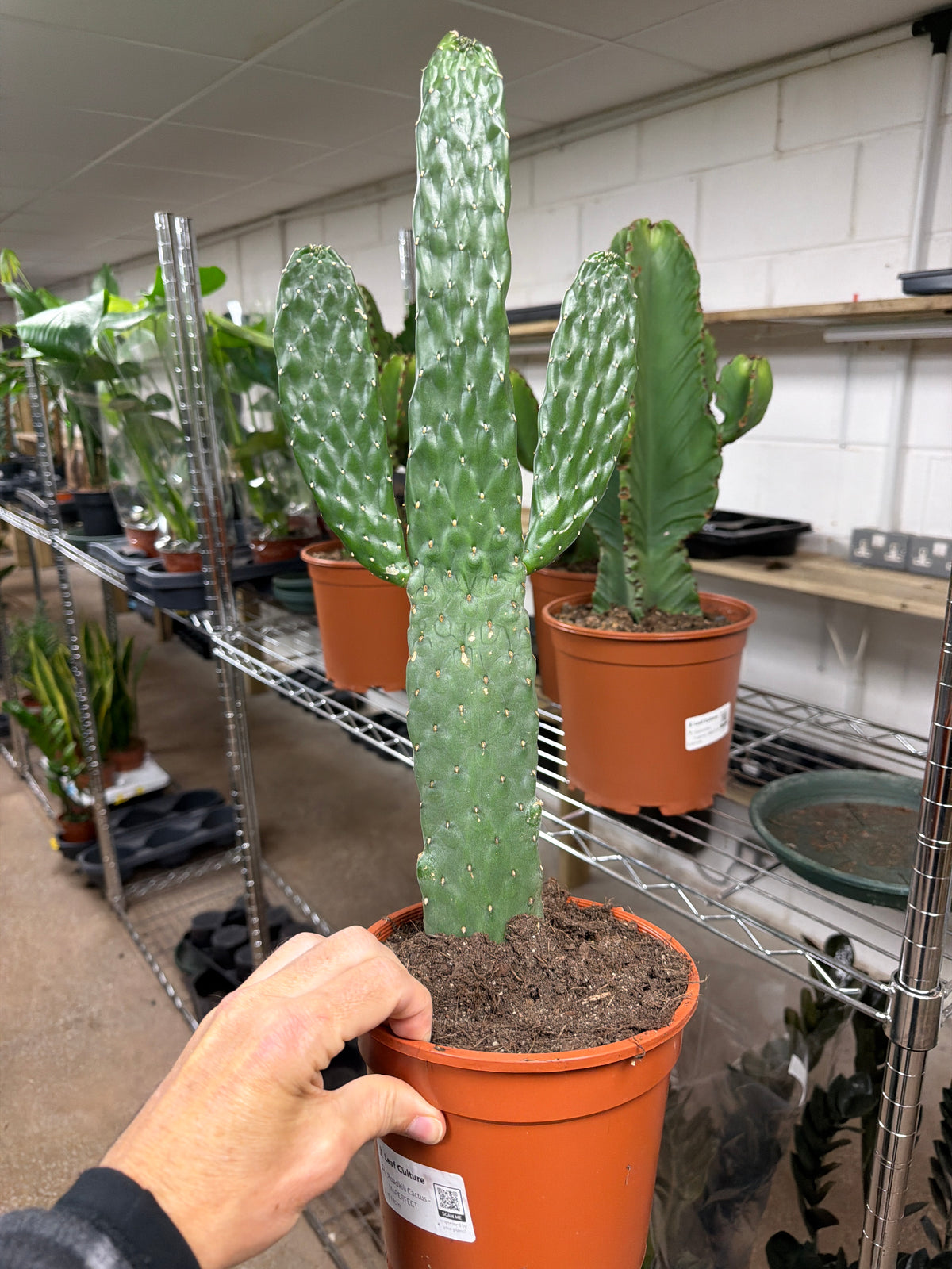Opuntia Roadkill Cactus | Flattened Prickly Pear - Unique Succulent