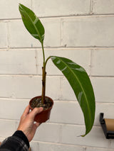 Musa Florida Variegata