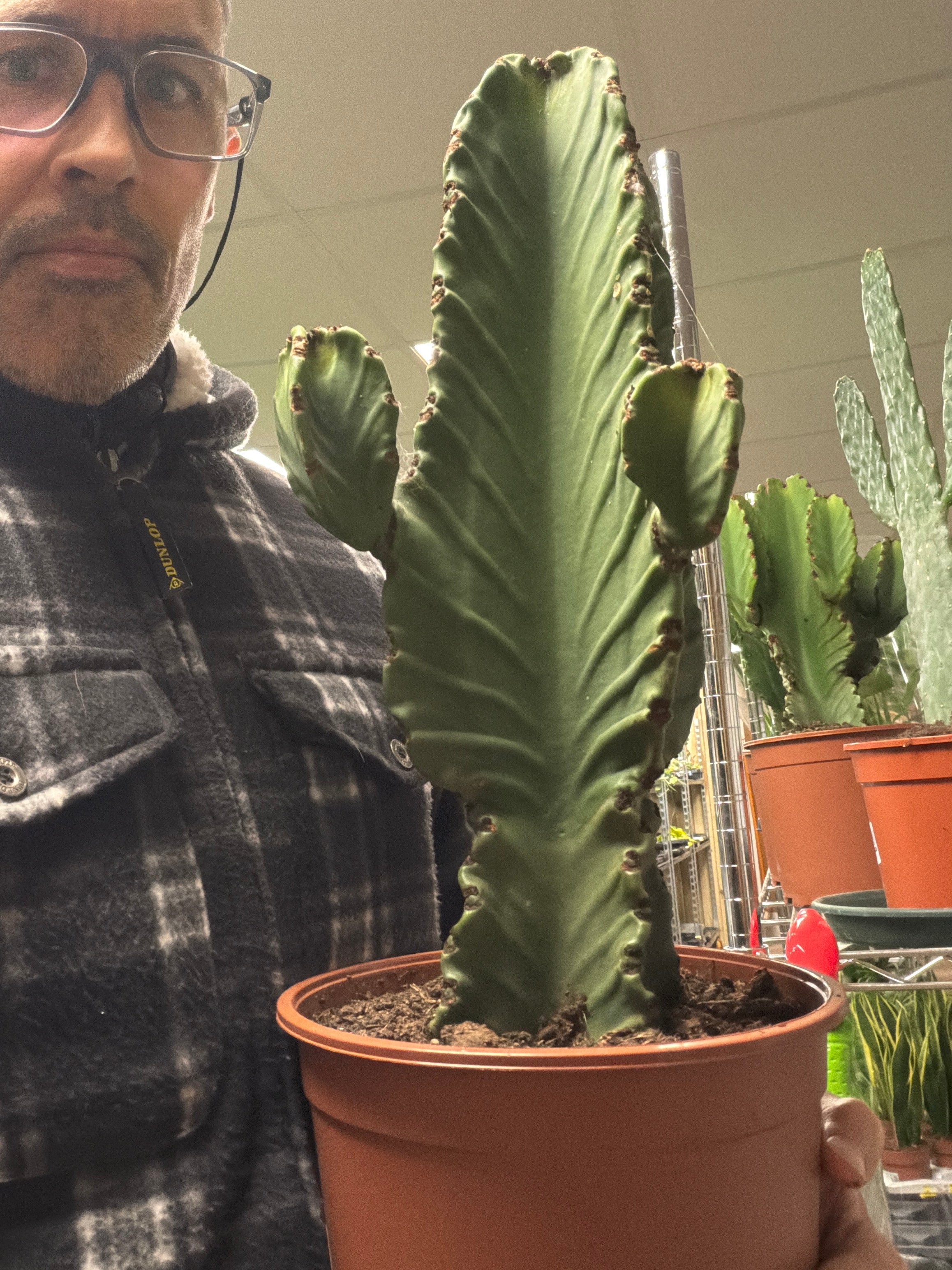 Euphorbia trigona Chunky - African Milk Tree