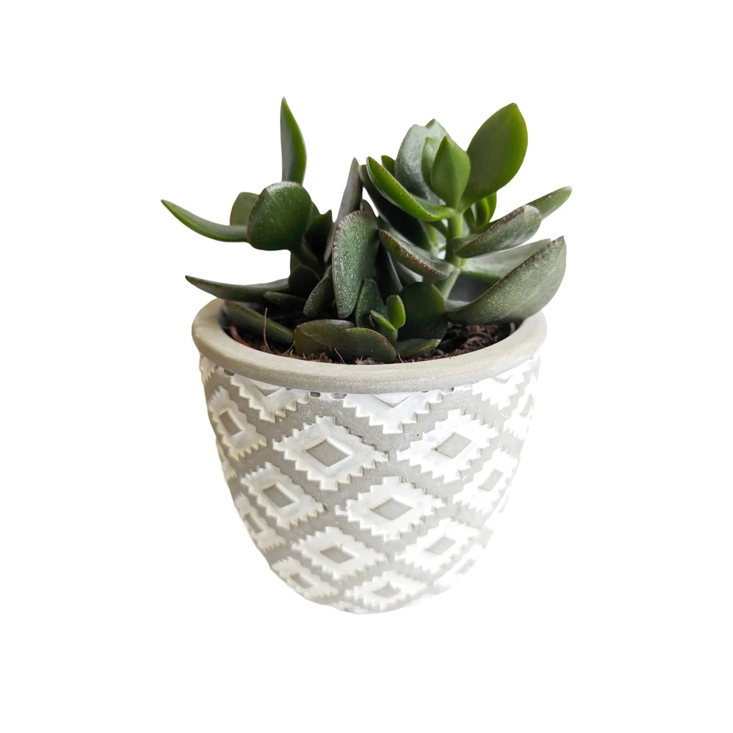 A Succulent Gift In Decorative Pot Leaf Culture