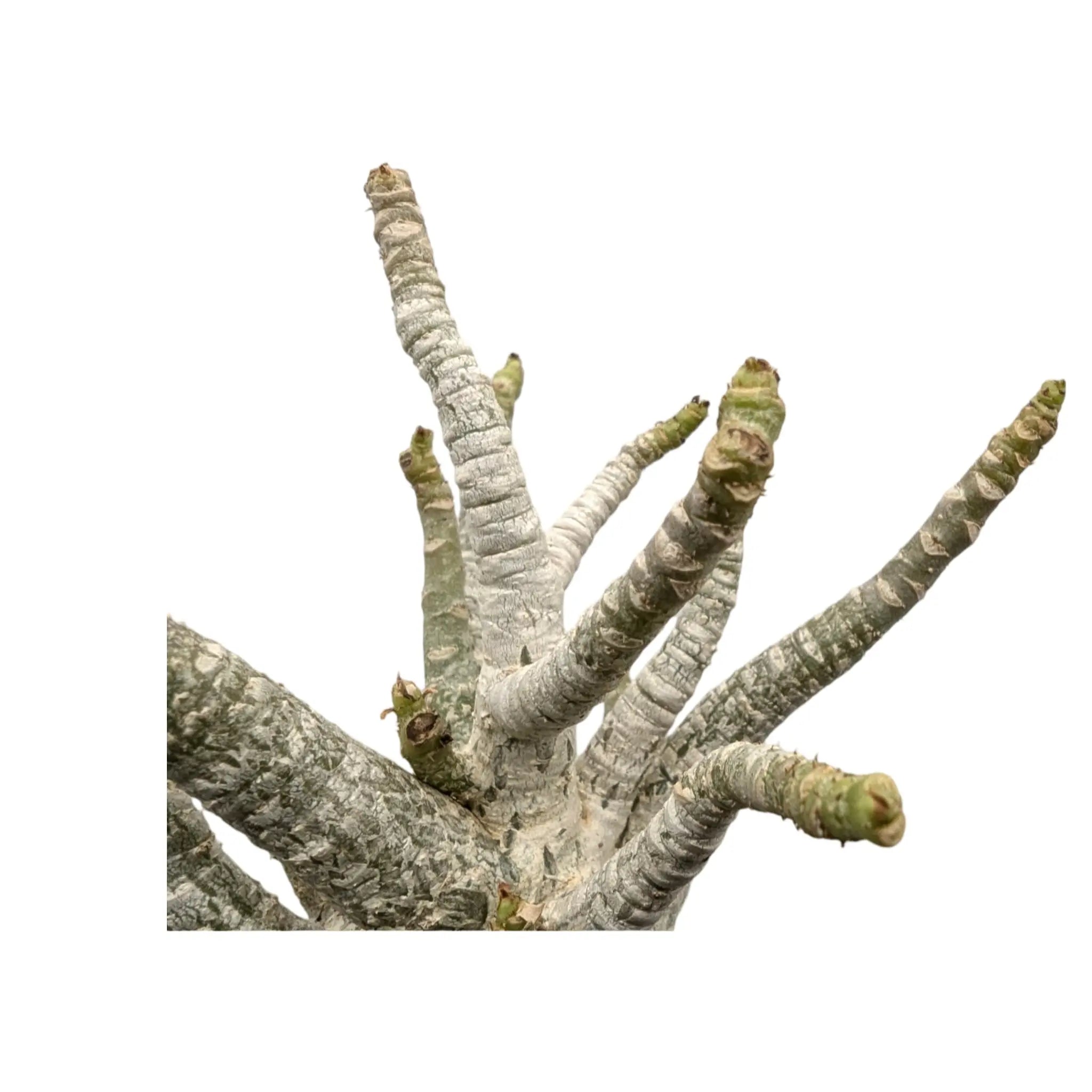 Adenium Ansu Baobab Leaf Culture