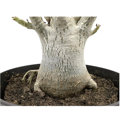 Adenium Ansu Baobab Leaf Culture