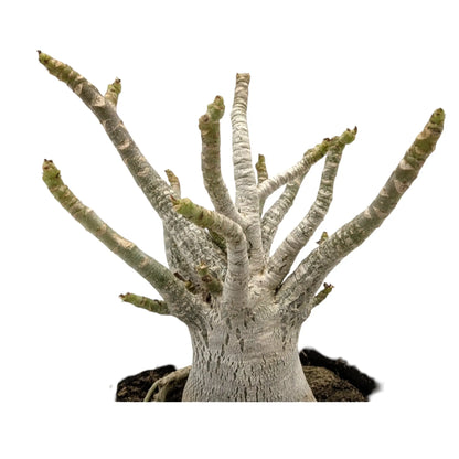 Adenium Ansu Baobab Leaf Culture