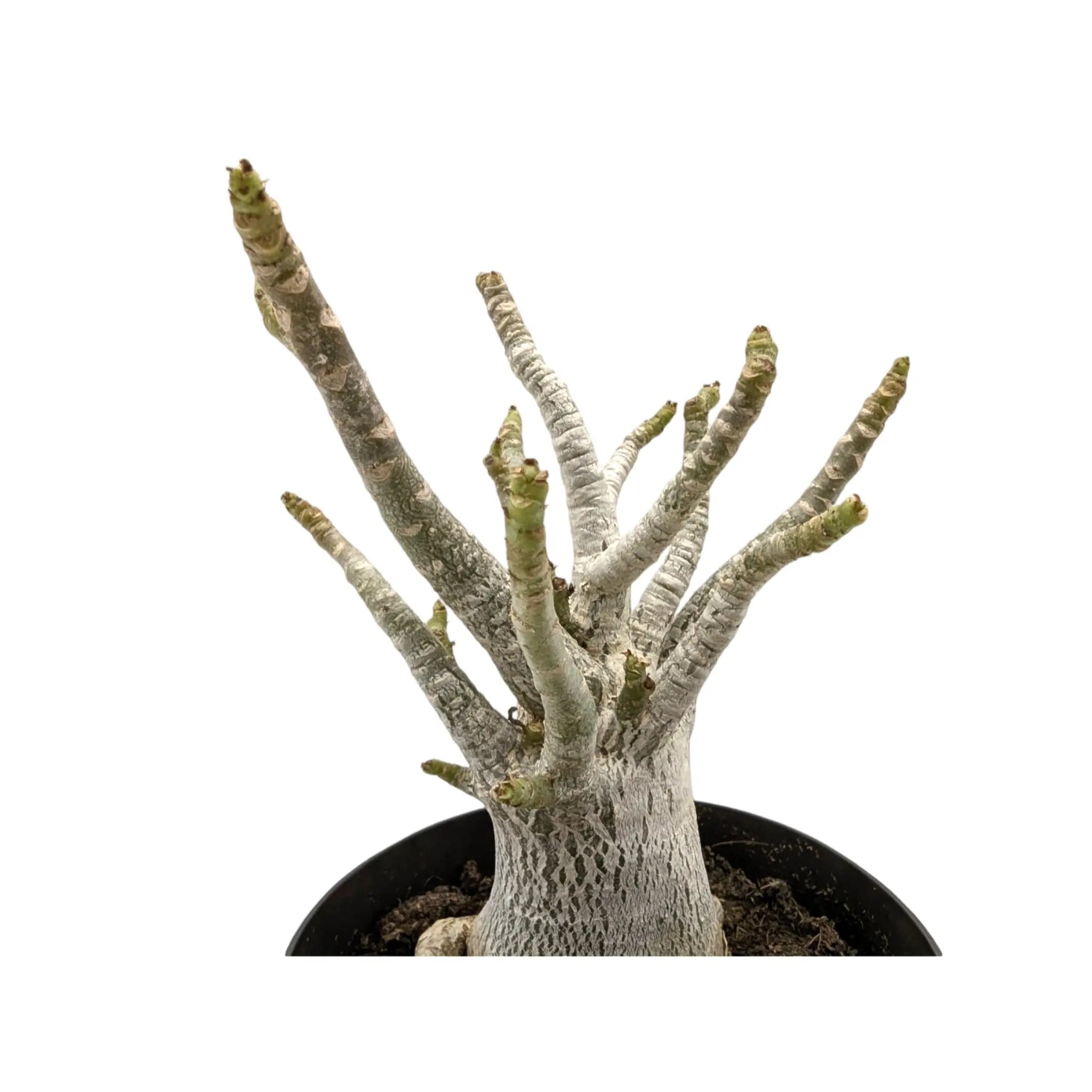 Adenium Ansu Baobab Leaf Culture