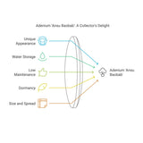 Adenium Ansu Baobab Leaf Culture