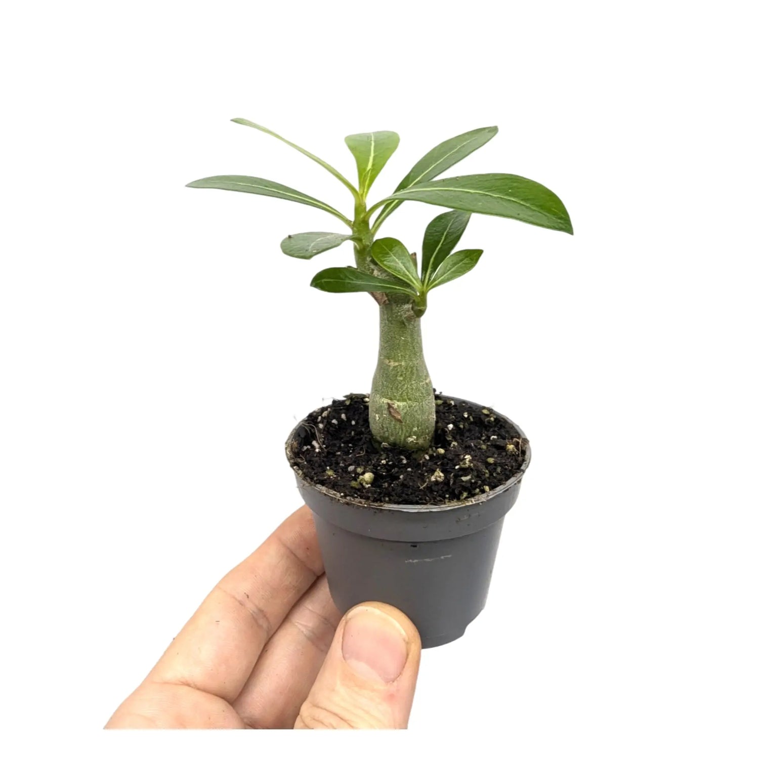 Adenium Ansu Baobab Leaf Culture