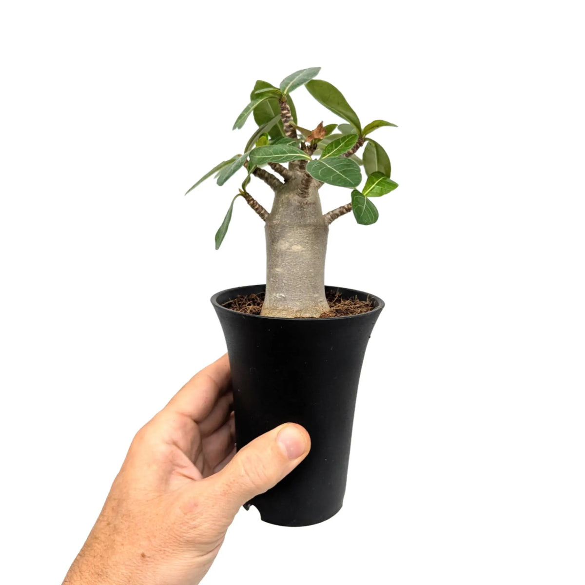 baobab succulent Adenium Ansu Baobab | Miniature Desert Rose - Rare Succulent
