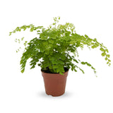Adiantum Fragrans - Maidenhair Fern Leaf Culture