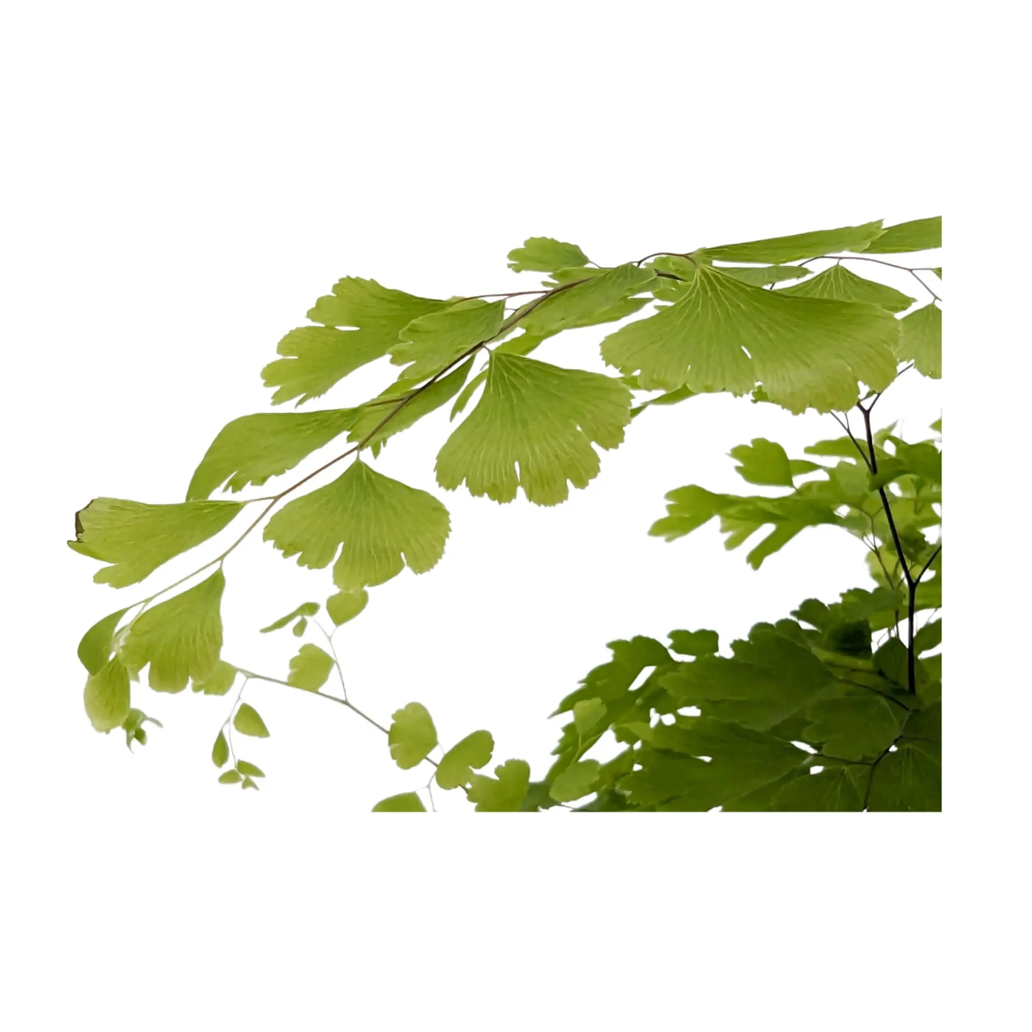 Adiantum Fragrans - Maidenhair Fern Leaf Culture