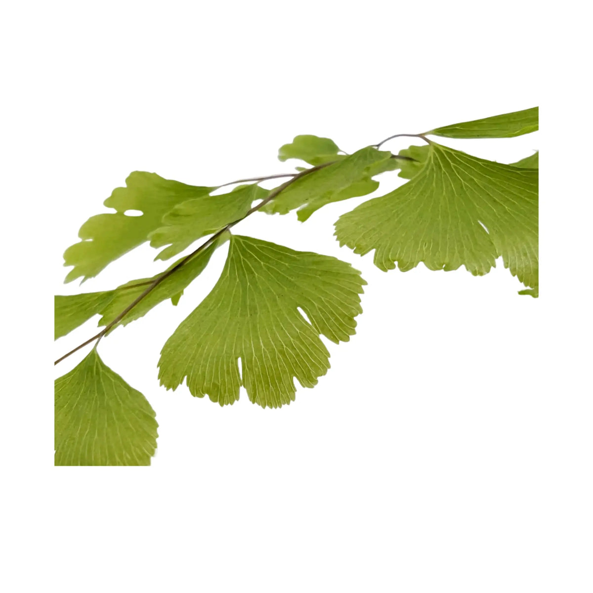 Adiantum Fragrans - Maidenhair Fern Leaf Culture