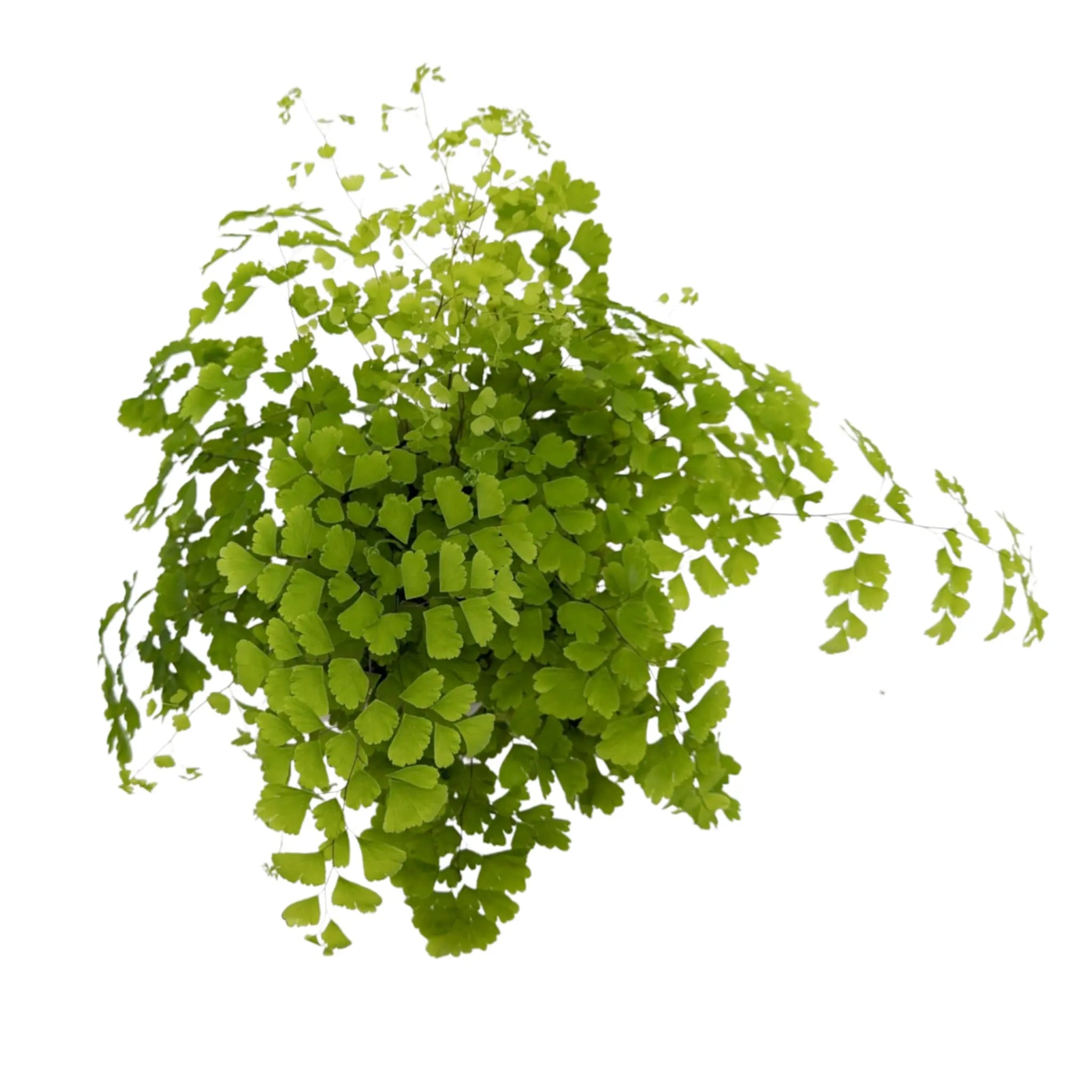 Adiantum Fragrans - Maidenhair Fern Leaf Culture