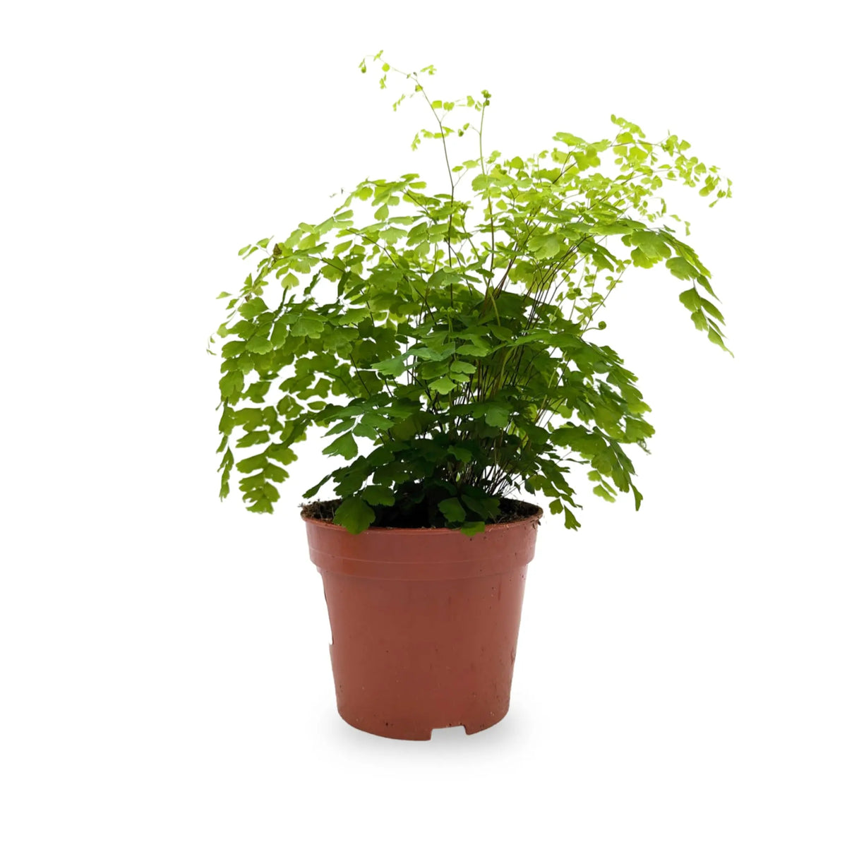 Adiantum Fragrans - Maidenhair Fern Leaf Culture