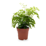 Adiantum Fragrans - Maidenhair Fern Leaf Culture