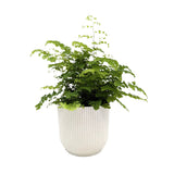 Adiantum Fritz-luthi Leaf Culture