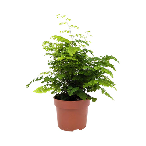 Adiantum Fritz-luthi Leaf Culture