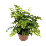 Adiantum Fritz-luthi Leaf Culture