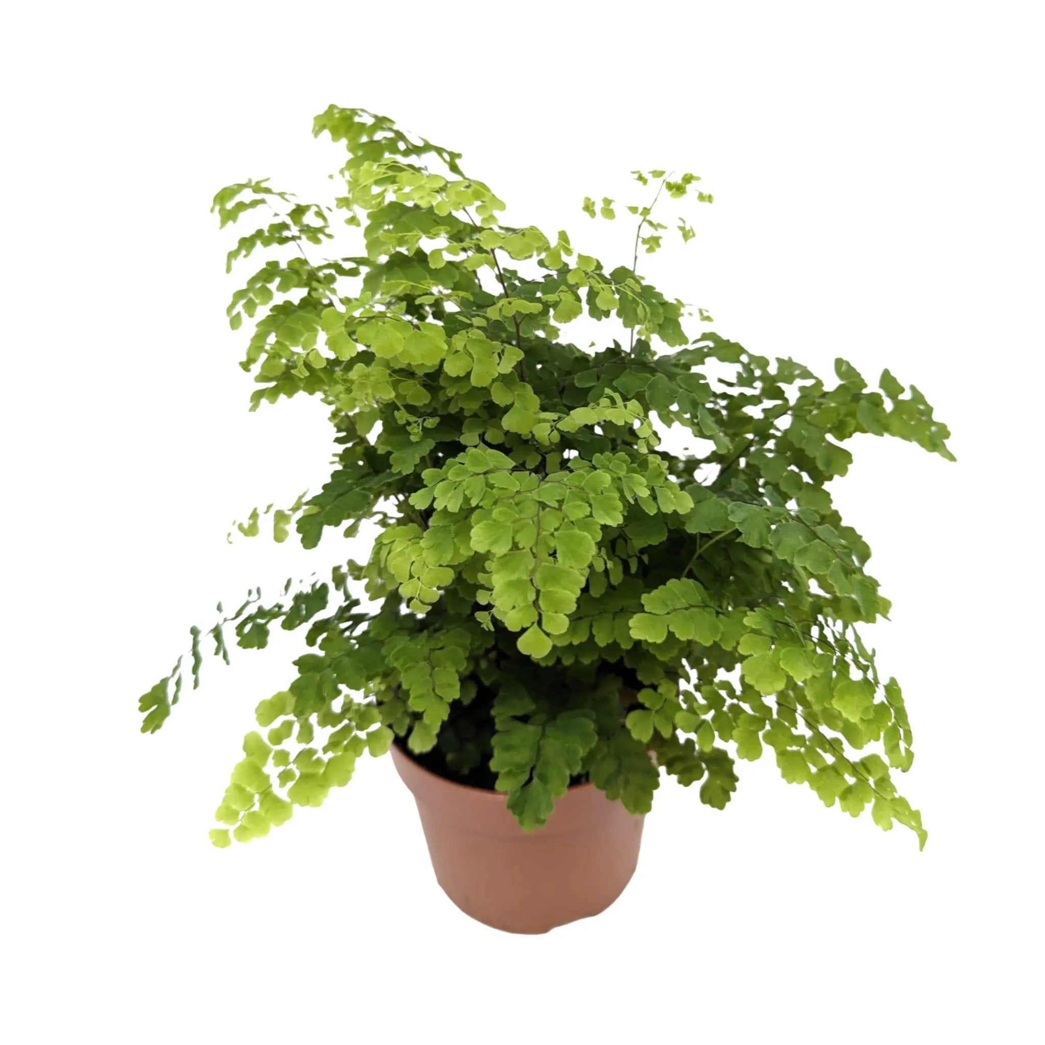 Adiantum Fritz-luthi Leaf Culture