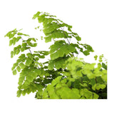 Adiantum Fritz-luthi Leaf Culture