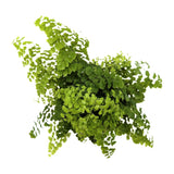 Adiantum Fritz-luthi Leaf Culture