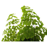 Adiantum Fritz-luthi Leaf Culture