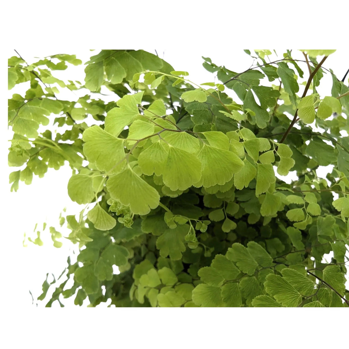 Adiantum Fritz-luthi Leaf Culture
