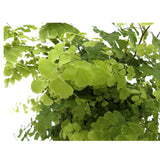 Adiantum Fritz-luthi Leaf Culture