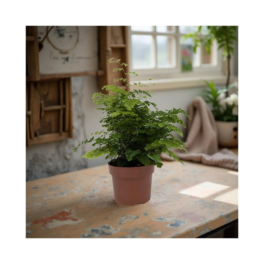 Adiantum Fritz-luthi_8_main