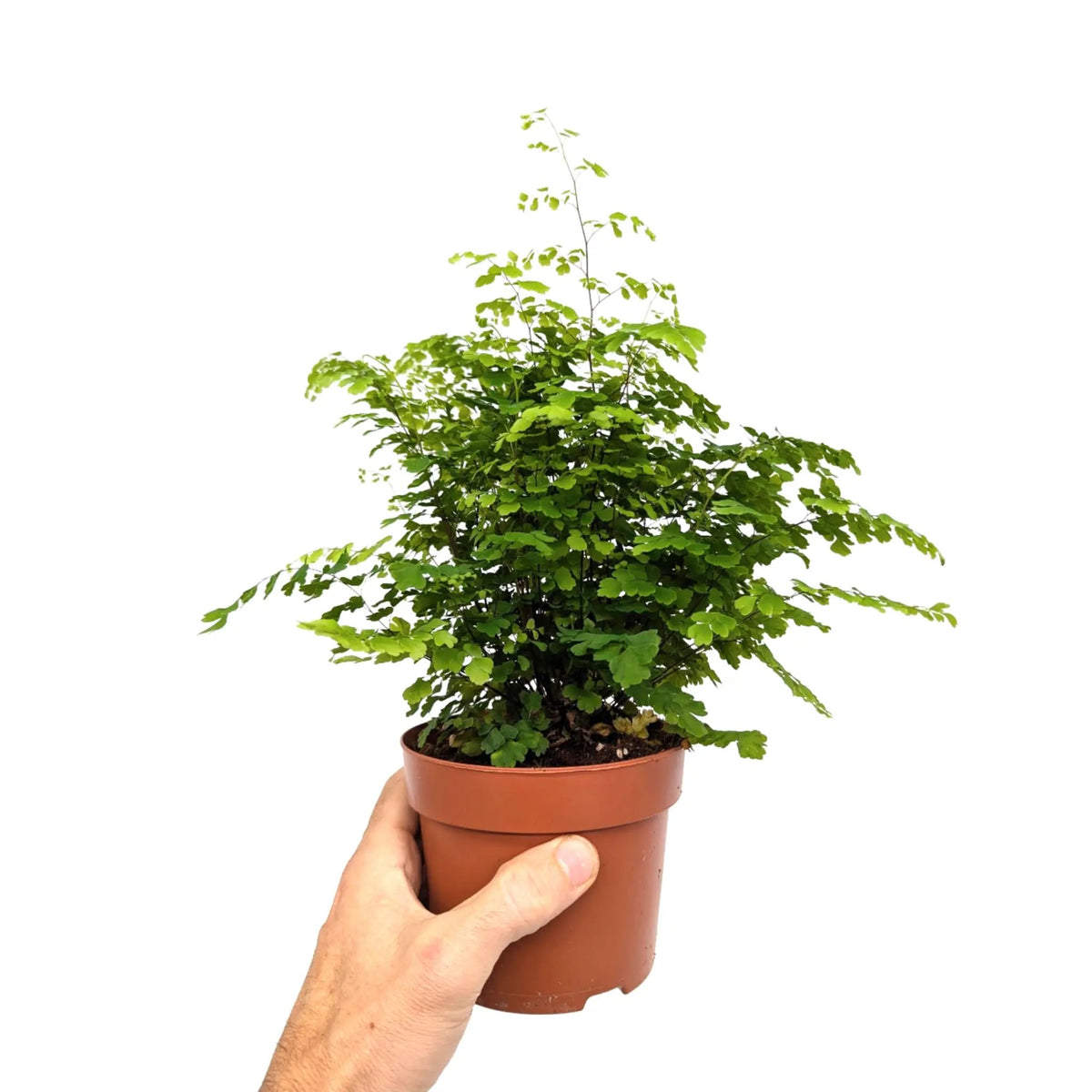 Adiantum Fritz-luthi Leaf Culture