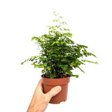 Adiantum Fritz-luthi Leaf Culture