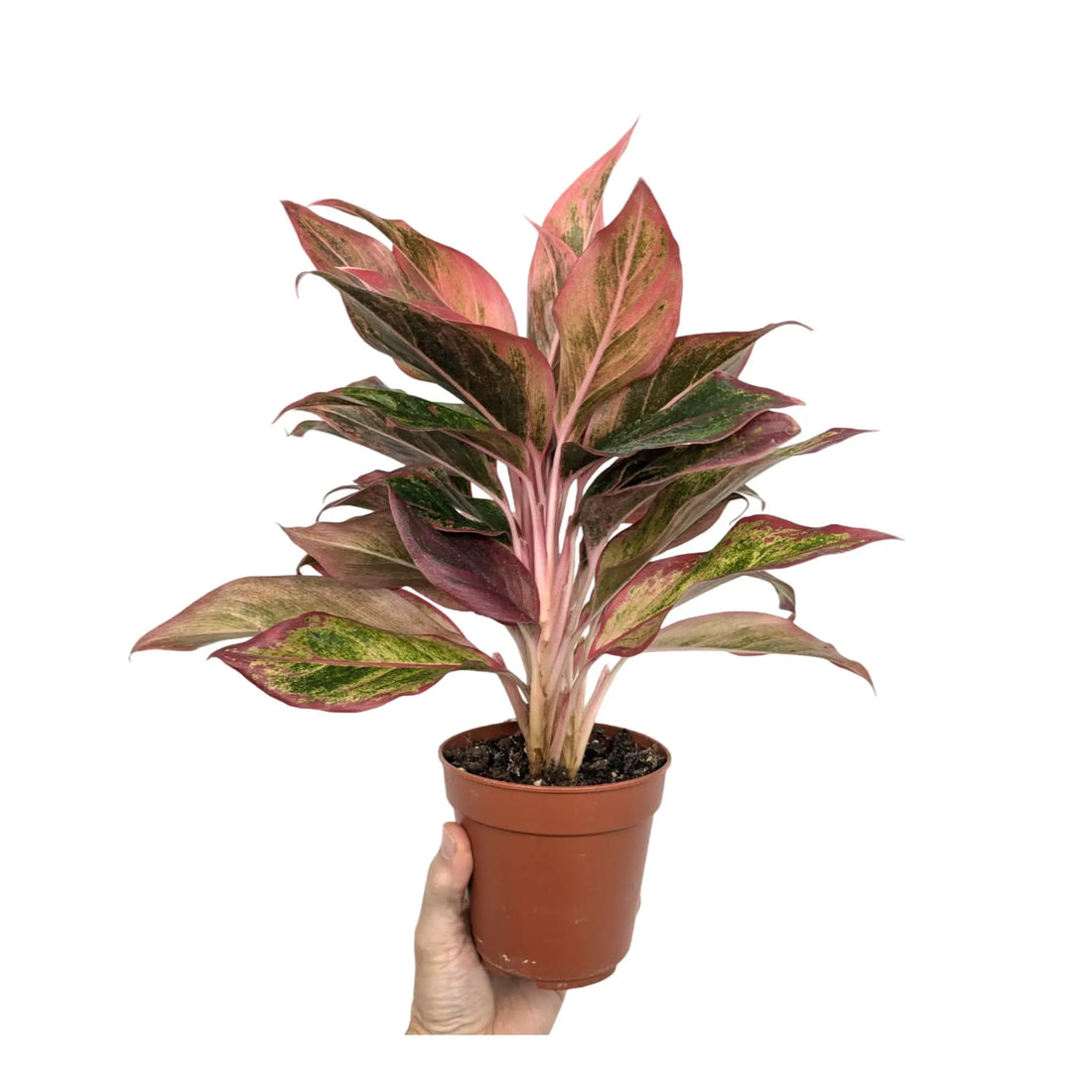 Aglaonema Crete Flame - Chinese Evergreen Leaf Culture