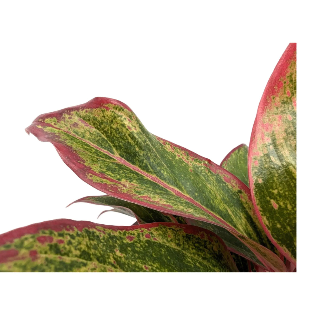 Aglaonema Crete Flame - Chinese Evergreen Leaf Culture