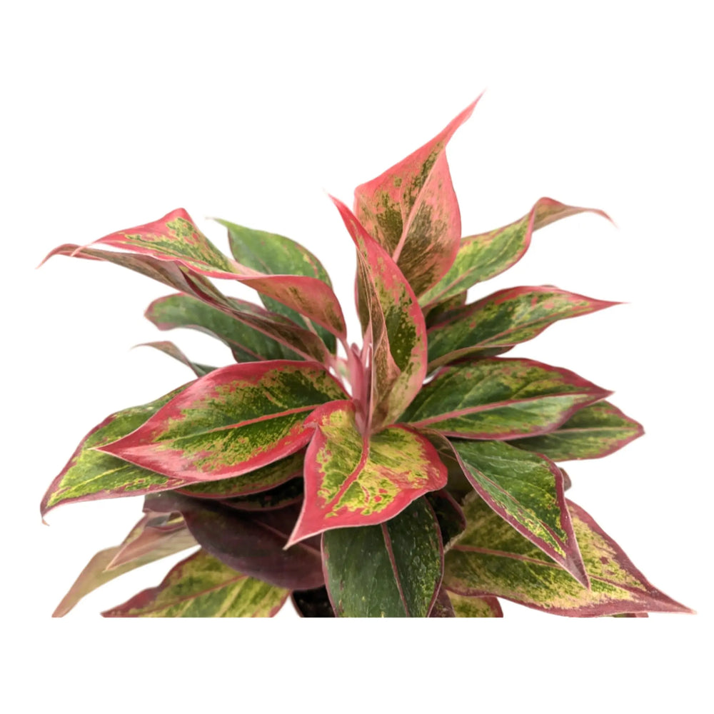 Aglaonema Crete Flame - Chinese Evergreen_4_thumb