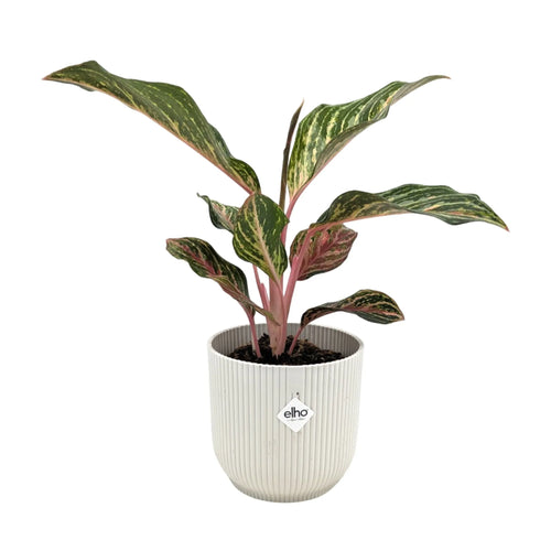 Aglaonema Dream Catcher | Chinese Evergreen Leaf Culture